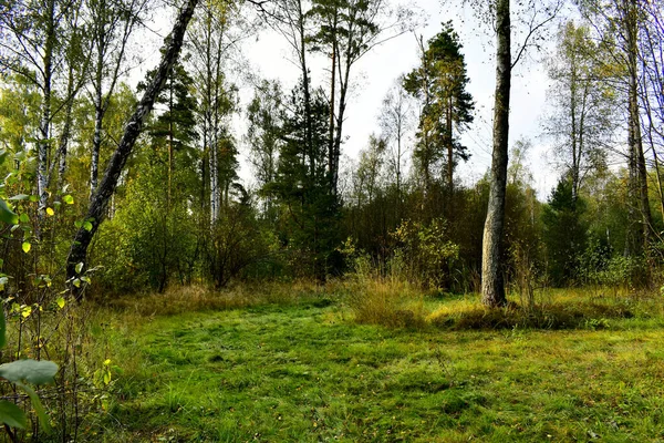 Forêt Bouleaux Rares Avec Des Arbustes — Photo
