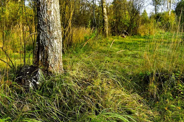 Grama Junto Tronco Árvore Floresta — Fotografia de Stock