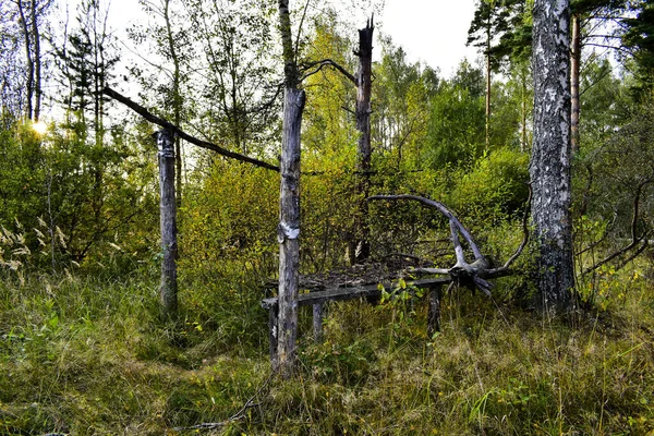 Altana Zniszczona Przez Starość Lesie — Zdjęcie stockowe