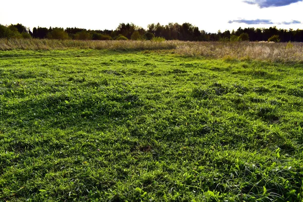 Grünes Gras Auf Der Wiese — Stockfoto