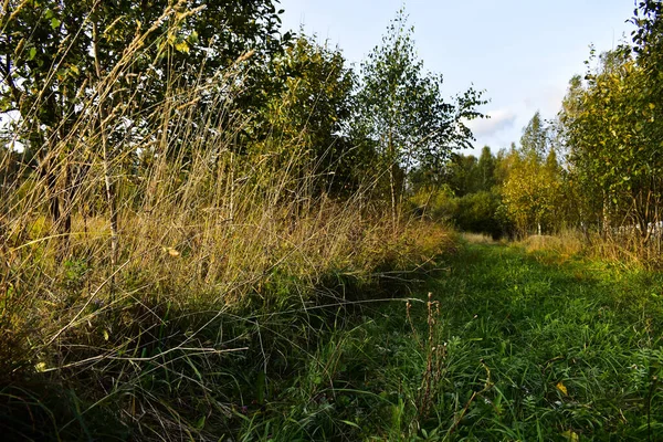 Grashalme Vergilben Herbst — Stockfoto