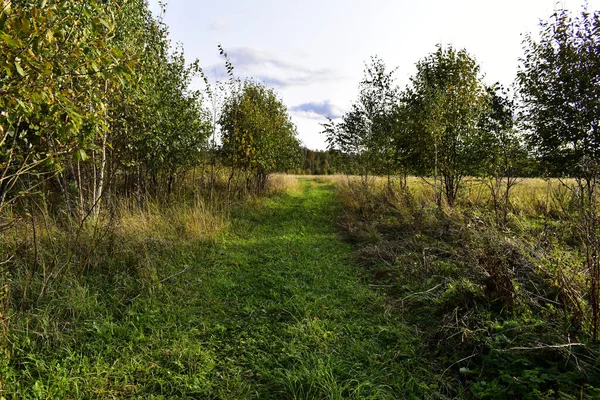 Zugewachsene Landstraße Mit Jungen Birken — Stockfoto