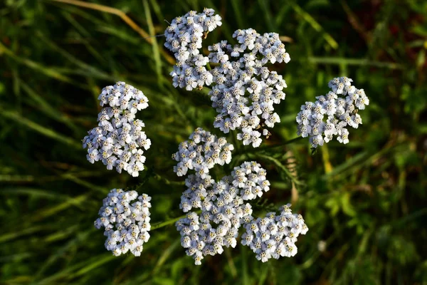 Yarrow Ανθίζει Στο Γρασίδι Σεπτέμβριο — Φωτογραφία Αρχείου