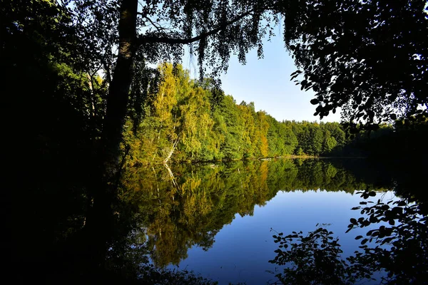 Reflectie Van Bomen Het Water — Stockfoto