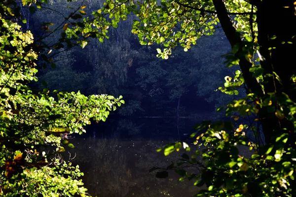 池のほとりの太陽に照らされた葉は — ストック写真