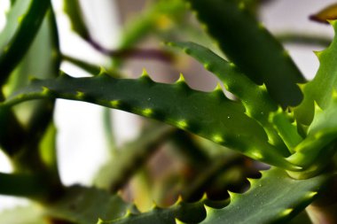 bir pencere pervazında aloe yakın plan