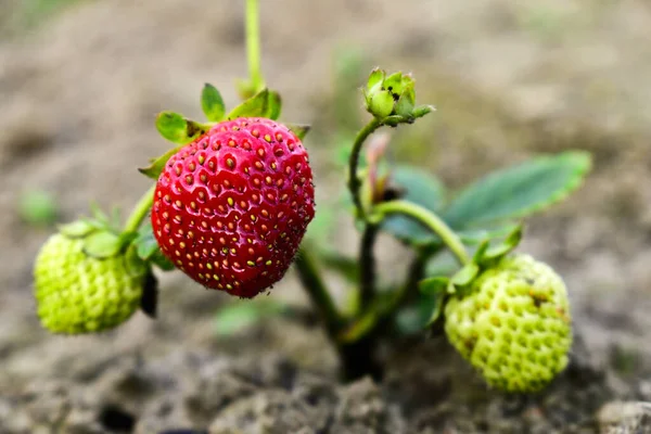 Bahçede olgun çilekler
