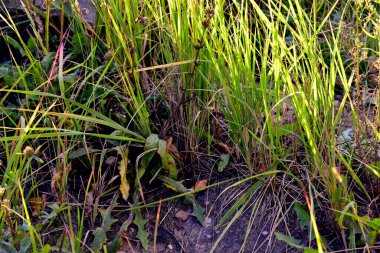 Sonbaharda sararmaya başlayan otlar.