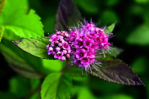 Spirea Virág Kertben — Stock Fotó