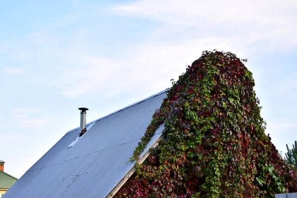 굴뚝이 지붕은 녹색으로 뒤덮여 — 스톡 사진