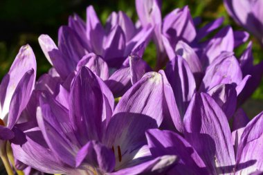 Bahçede kar tarlası çiçek açar.