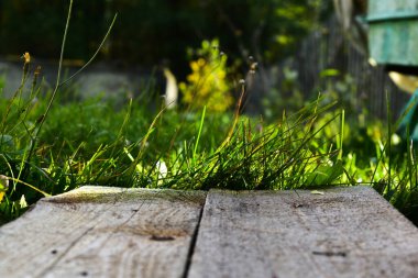 Çimenler ve güneşteki eski tahtalar