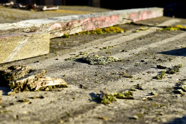 Morceaux Mousse Morceaux Bois Sur Une Dalle Béton Dans Éclairage — Photo