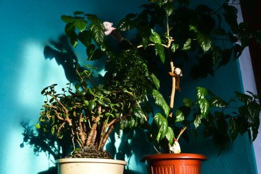 Kapalı alandaki bitkilere güneş ışınları