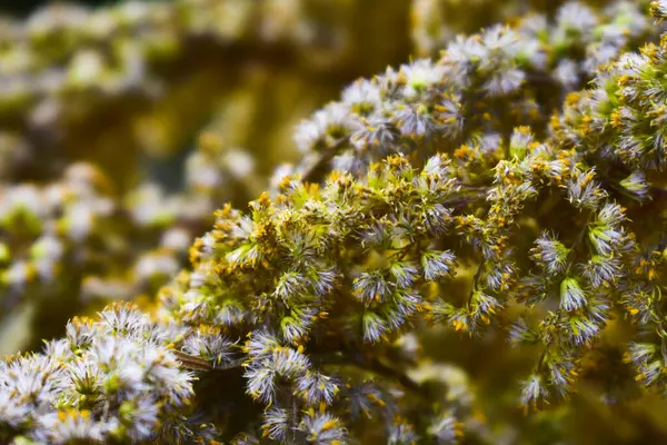 Bahçede kurumuş altın bir dal.