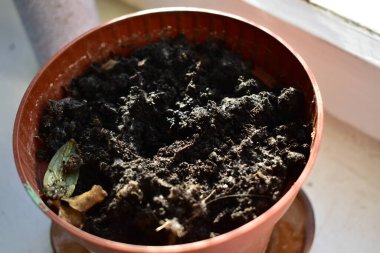 Toprak pencere pervazında saksıda