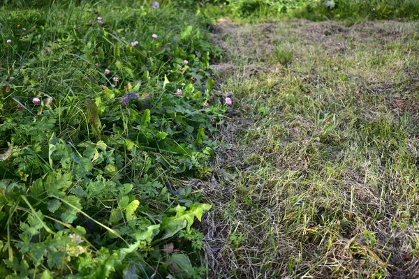 Mowed Grass Meadow — Stock Photo, Image
