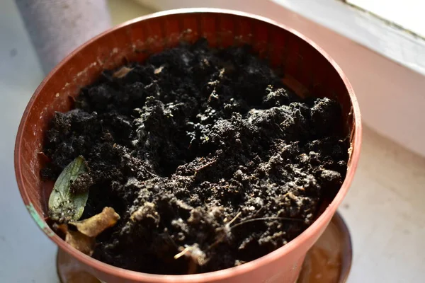 Toprak pencere pervazında saksıda