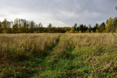 # Sarı çimenler tarlada ve sonbahar ormanı uzakta #