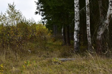 Sonbaharda ağaçlar ve çimenler