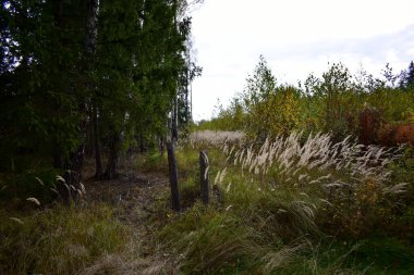 Ormanın kıyısında.