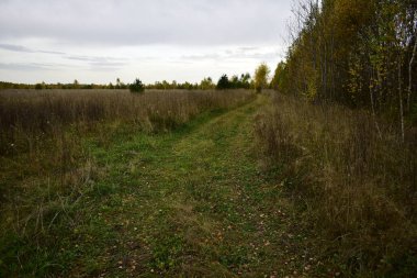 Sonbaharda ağaçlar ve çimenler