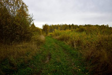 Sonbaharda ağaçlar ve çimenler