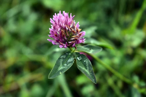 Fleur Trèfle Avec Gouttes Pluie — Photo