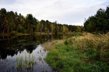 Ormandaki aşırı gelişmiş gölet