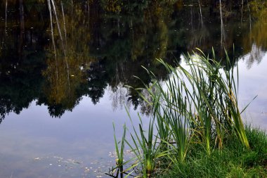Ağaçların yansımasına karşı gölün kıyısındaki çimenler