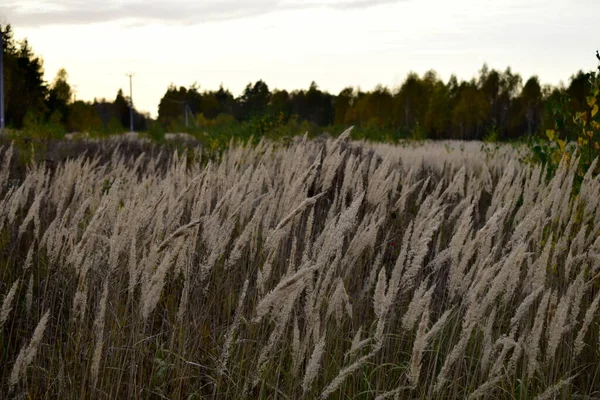 Sonbaharda gün batımında kuru ot