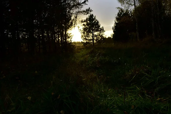 Last Ray Sun Sunset Forest Contrast Photo — Stock Photo, Image