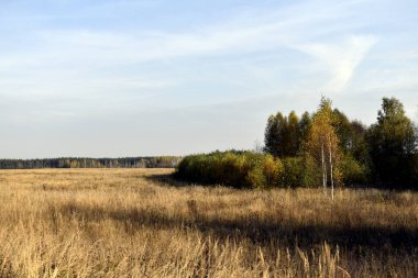 Sonbahar otlağında ağaçlar ve çalılar