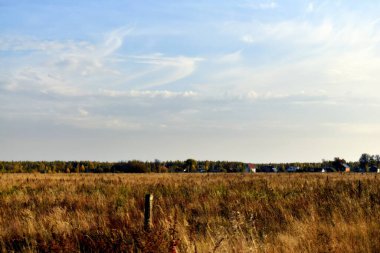 Sarı çimenli ve bulutlu gökyüzü