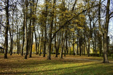 Parktaki ağaçlar yapraklarını döküyor.