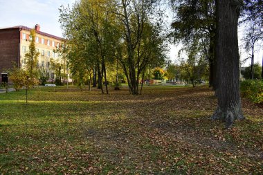 Kavak parkına düşen yapraklar