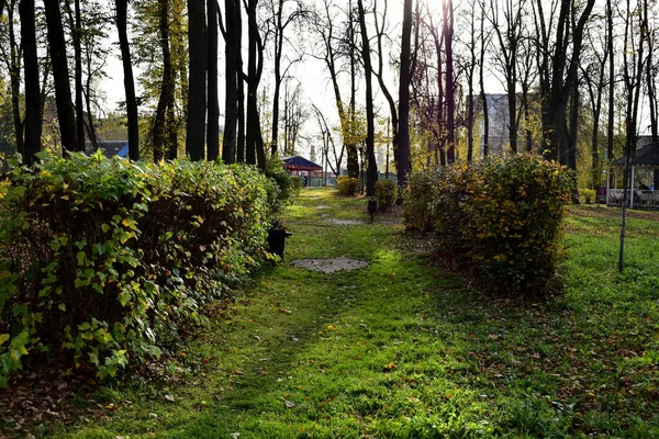 Keře Městském Parku — Stock fotografie