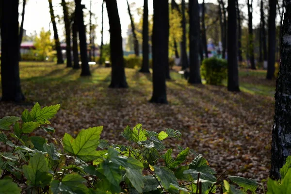 Grünes Laub Der Sträucher Herbstpark — Stockfoto