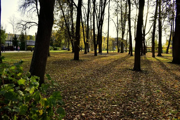 Serata Autunnale Nel Parco Cittadino — Foto Stock