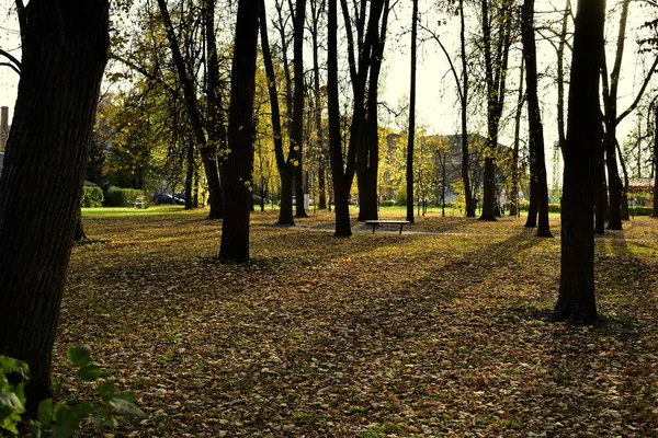 Stadsparken Täckt Med Fallna Löv — Stockfoto