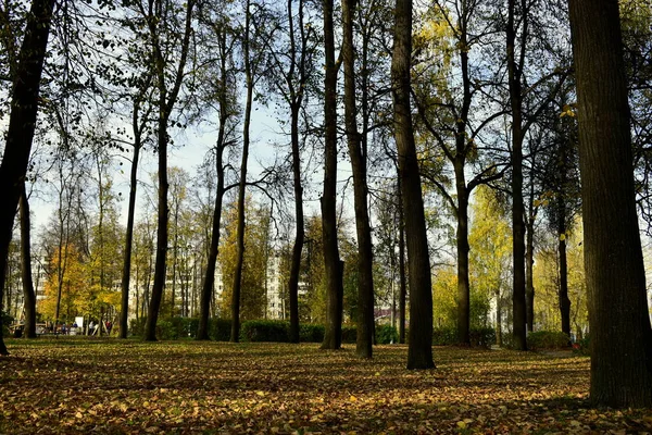 Drzewa Jesienią Parku — Zdjęcie stockowe