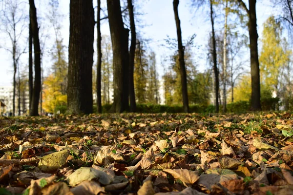 Park Miejski Jest Pokryty Opadłymi Liśćmi — Zdjęcie stockowe