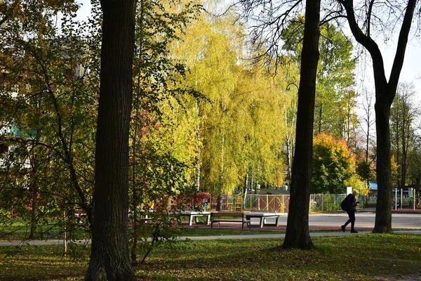 公園内の木々に黄色の葉が — ストック写真