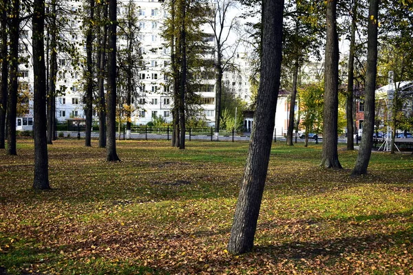 Stromy Městském Parku Podzim — Stock fotografie