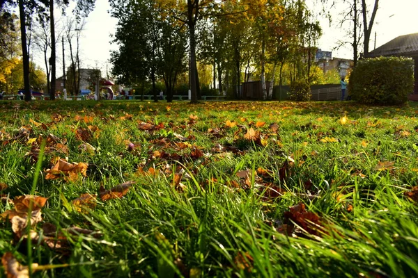 Foglie Cadute Nell Erba Nel Parco — Foto Stock