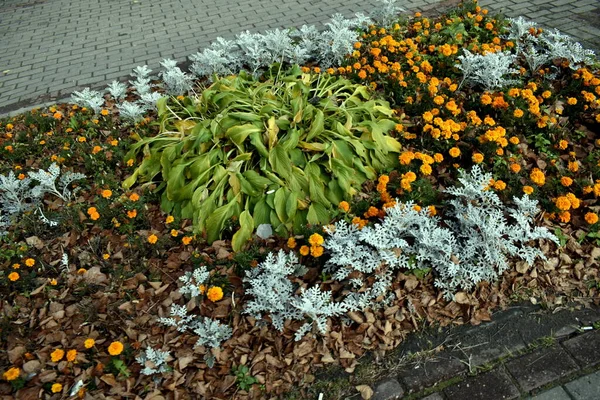 Lit Fleurs Dans Parc Automne — Photo
