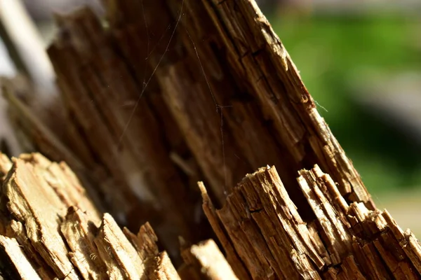 Çürümüş bir tahta parçasında ince örümcek ağı