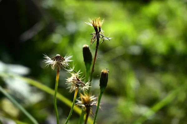 Квітучі Кульбаби Саду — стокове фото