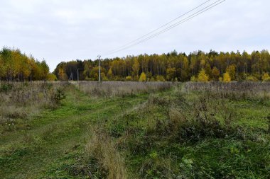 Sonbaharda aşırı gelişmiş bir tarlada bulutlu bir akşam.