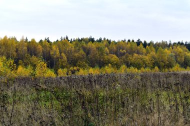 Ormanın yakınındaki bir tarlada kuru ot sapları.
